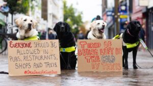  Growing number of UK shops and taxis refusing to let guide dogs in