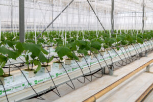  What Are Hydroponic Systems and How Can They Save the World?