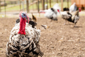  British producers of free range turkeys urge shopper to not buy frozen birds this Christmas