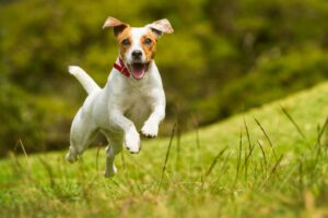  Why Do Dogs Get the Zoomies: The Science Behind Their Erratic Behavior