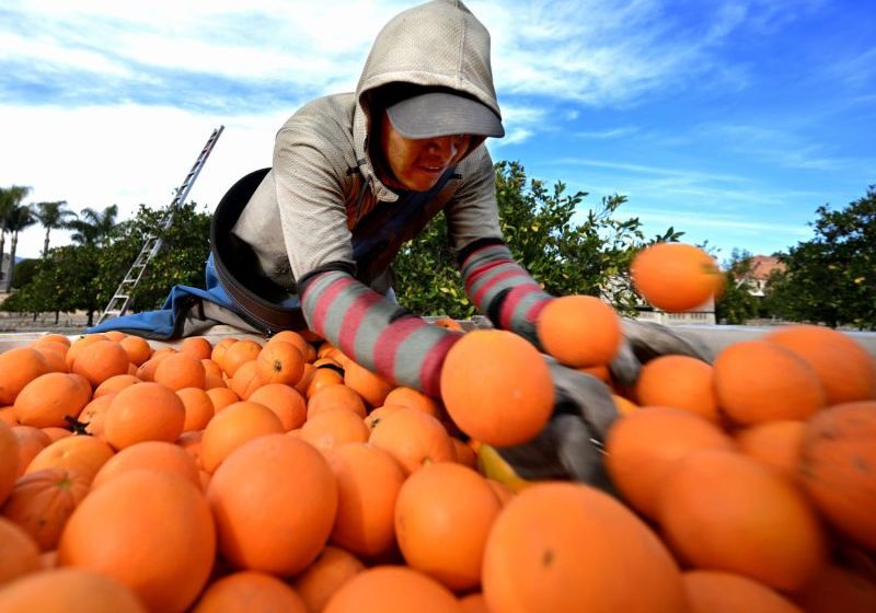  Orange Juice Prices Soar, Leading Makers to Explore Fruitful Alternatives