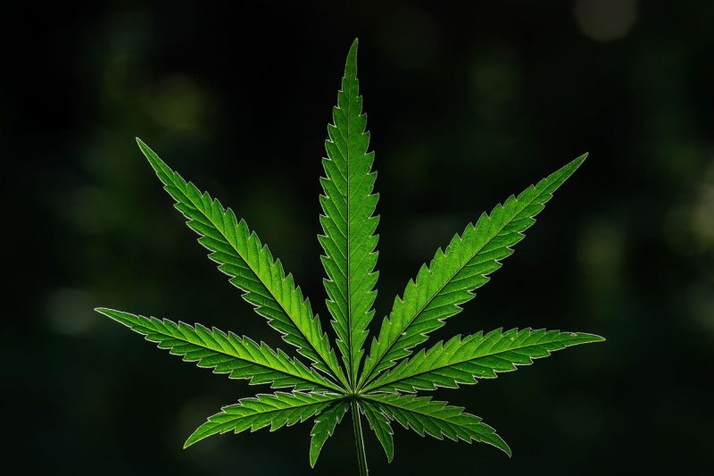  10 Biggest Cannabis Stocks in the US and Canada