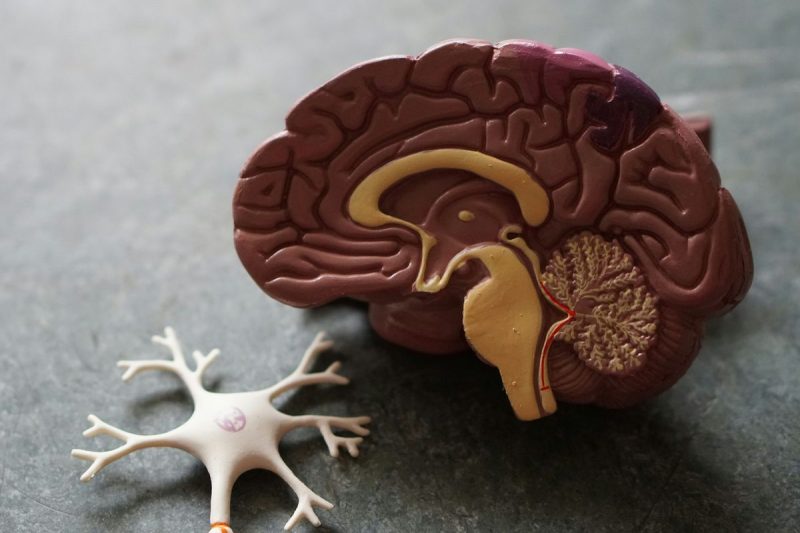  New Harvard Study Links Lithium Deficiency to Alzheimer’s